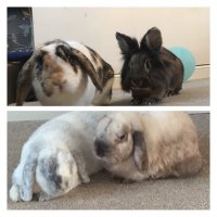 Rory and Nelly(@BilliejeanBunny) 's Twitter Profileg