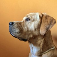 Xavier Cantons (@xavicantons) 's Twitter Profile Photo