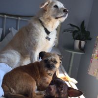 Sezabelle (@sarahfarrell72) 's Twitter Profile