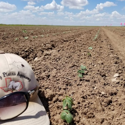 Texas A&M AgriLife Extension Service

Agronomist and State Extension Peanut Specialist at Vernon