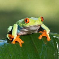 Frogs (@frogs_wrc) 's Twitter Profile