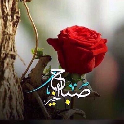 ialyas72's profile picture. 