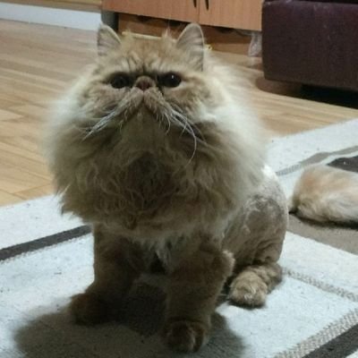 Mortibell's profile picture. Mother. Daughter. Sister. Wife. Friend. Public. Servant. MLT. Feminist. Environmentalist. Crafter. Camper. Cat-lover.