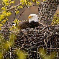 GuardianEagle (@aprilro43932325) 's Twitter Profile
