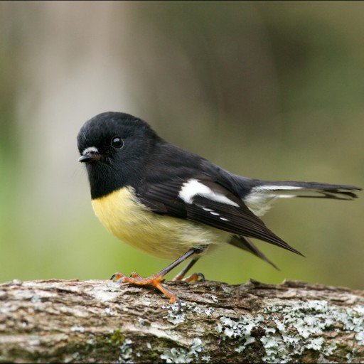 Boljmor17's profile picture. “Retweets are not endorsements”