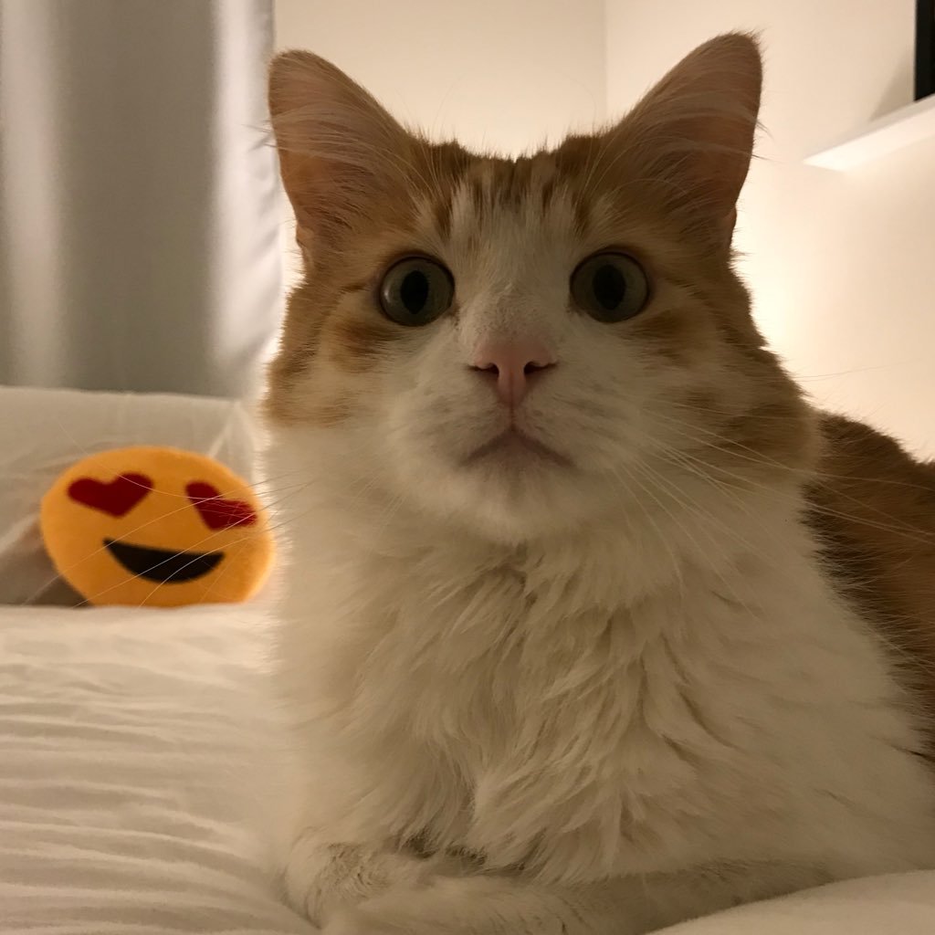 Busterorangecat's profile picture. I'm 14 pounds, do you like my orange fur?