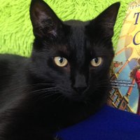 Literary Cats - Blog(@litcatsblog) 's Twitter Profile Photo