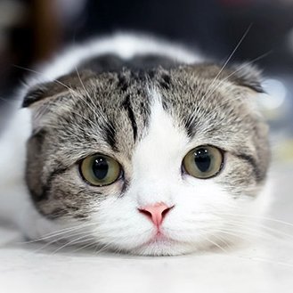 猫飼ってます♪^^*)、あとオカリナも始めました！