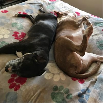 dineysmama's profile picture. Pittie Mama🐶 #AdoptDontShop HP4L⚡️