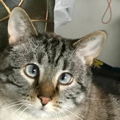 Mike Fras Profile