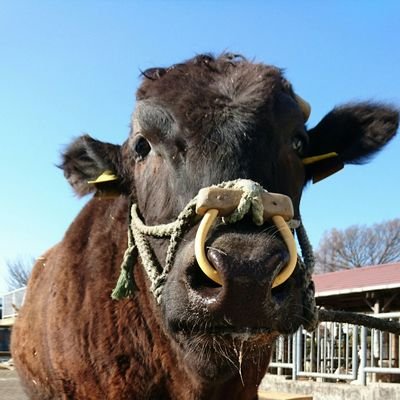 kwnuxEWWSlihDVU's profile picture. 相原高校/畜産部 牛プロジェクト/将来肥育農家になりたい/無言フォローすみません！