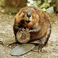 bitcoin beaver (@bitcoin_beaver) 's Twitter Profile