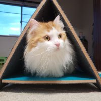 adchm.coみみみ🐈⬛にゃん (@co_adchm) 's Twitter Profile