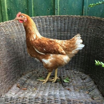 KiraMeh_'s profile picture. 