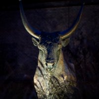 University of Veterinary Medicine Budapest UNIVET (@univet_budapest) 's Twitter Profile
