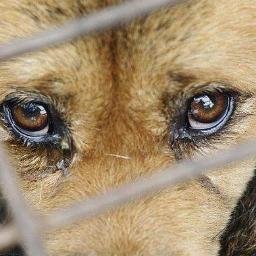 #StopAnimalCruelty
#EndDogMeatTrade
#EndCatMeatTrade
@NamiKim_DogsSK