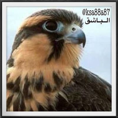 يا ليت ان الزمن يرجع
ورا و الا الليالي تدور
ويرجع وقتنا الأول
وننعم في بساطتنا
زمان أول أحس انه
زمان فيه صدق شعور