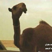 قصيد الأبل (@smhaljnaib) 's Twitter Profile