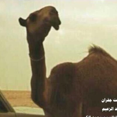 قصيد الأبل Smhaljnaib Twitter