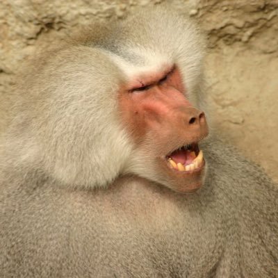 RogueBaboon57 Profile Picture