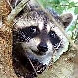 The MPR Raccoon(@TheStPaulRacco1) 's Twitter Profile Photo
