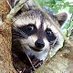 The MPR Raccoon (@TheStPaulRacco1) Twitter profile photo