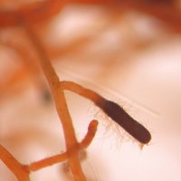 ESA Plant-Soil Ecology (@ausplantsoil) 's Twitter Profile Photo ESA Plant-Soil Ecology (@ausplantsoil) 's Twitter Profile Photo