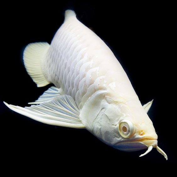 arowana aquarium