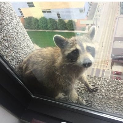 just a stuck raccoon
anyone wanna help me down?
I need food