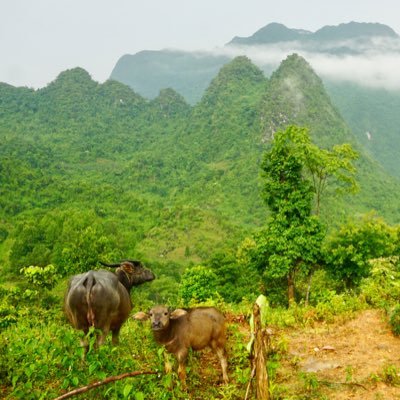 ievaras's profile picture. 