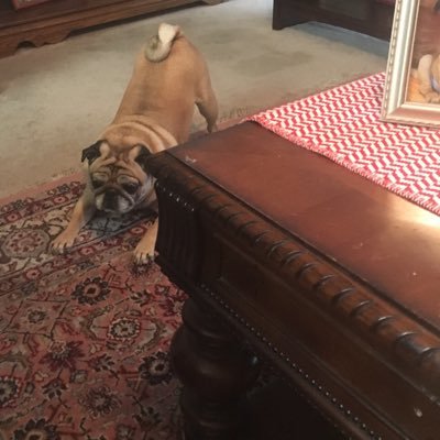 Momofapug1's profile image