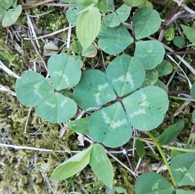 fuugetu_uta's profile picture. 20↑　FGO、OP、とうらぶ、twst、放サモ、他夢絵なども好きです。