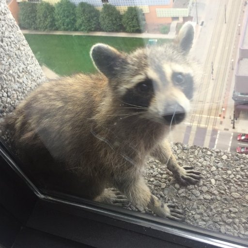 GWScoresBot's profile picture. Wat