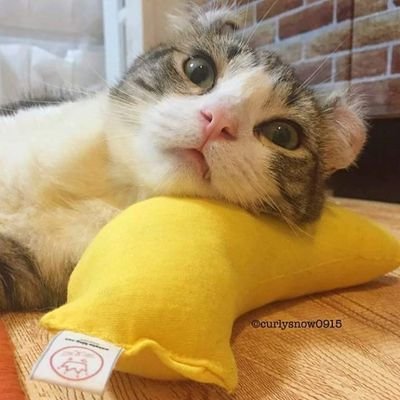 SpringNew1's profile picture. 