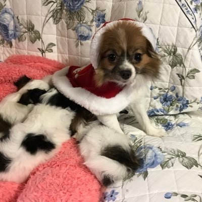 Ram219104807's profile picture. 4ワンコ家族と過ごしながら、夢に向かってフィットネスインストラクターとして活動中です💓