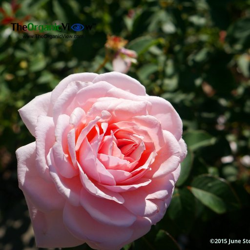 #organic #roses & #gardening tips on @TheOrganicView Radio Network