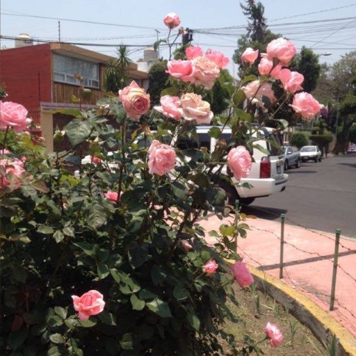 Colonos unidos trabajando por esta colonia tradicional con traza urbana caraterística del siglo XX en la delegación Coyoacán