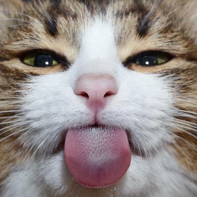呪文詠唱劣等生|Xeon E5-2683V3/128GB Ram/RTX3080 10GB|君の言葉は いつだってたからもの 聞かせて きのう見た夢 隣の犬の話 教えて 僕の知らない 君の見てる世界 いまあと少しだけ 目を閉じて聞いてたいんだ|きっと いつか疲れて 全てを消してしまいたくなっても 君の声が 僕を呼び戻す