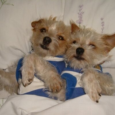 Profile Picture of Jan Hurst-Nicholson (@just4kixbooks) on Twitter