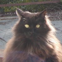 Rhon (@burtzr) 's Twitter Profile