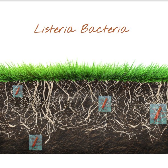 What’s your favorite bacteria? Is it Listeria? I know I’m bad, but learn more about me so we can be friends!  

IG - foodsafetync 📸 Snap - fsic2018 👻