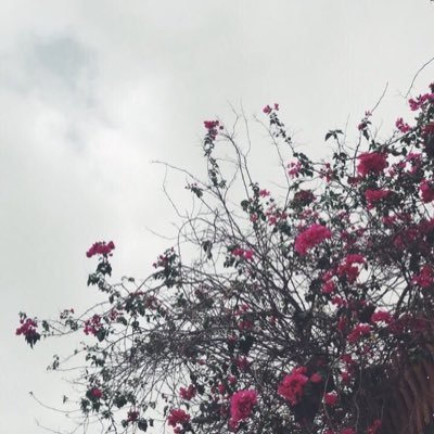 ShaykahAlkharji's profile picture. آلتفاؤل رفيق أيامي ♥