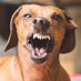 David "Most Vicious Dog" Herr (@davidcherr) Twitter profile photo David "Most Vicious Dog" Herr (@davidcherr) Twitter profile photo