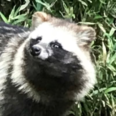 動物関連のポストをリポストします。たまにWorkspace ONEをはじめとするEUC関連のポストをリポストします。アイコンは多摩動物公園のタヌキ山のタヌキ(名前不明)です。/ Omnissa Tech Insider 2025 / vExpert 2025