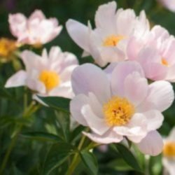 juinppm_avril's profile picture. 思ったこと、思いついたことを、適当に呟いてます。 最近のメディアの報道姿勢に疑問を抱いています。https://t.co/wD6MUl6OzN