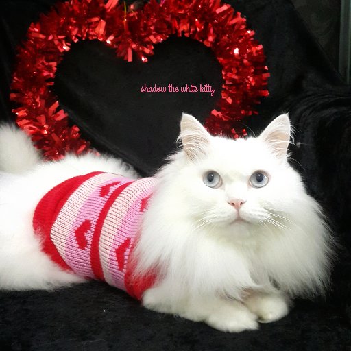 ShadowWhiteKity's profile picture. I am the CEO 👔  of Always Whiskered, a cat-themed store for human &pets. 🐱 Find me on FB and IG too.
