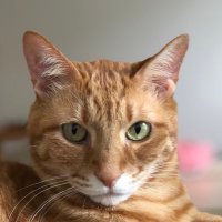 yoshida neko (@bassyoshida) 's Twitter Profile