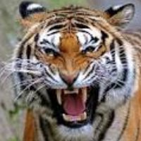 محمد (@kglgfbcvxcq9g6h) 's Twitter Profile
