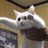 longcat111's profile image
