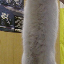 Long Cat Profile